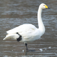 Whooper Swan